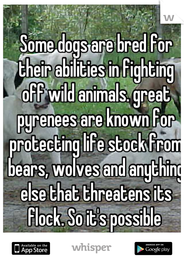 Some dogs are bred for their abilities in fighting off wild animals. great pyrenees are known for protecting life stock from bears, wolves and anything else that threatens its flock. So it's possible 