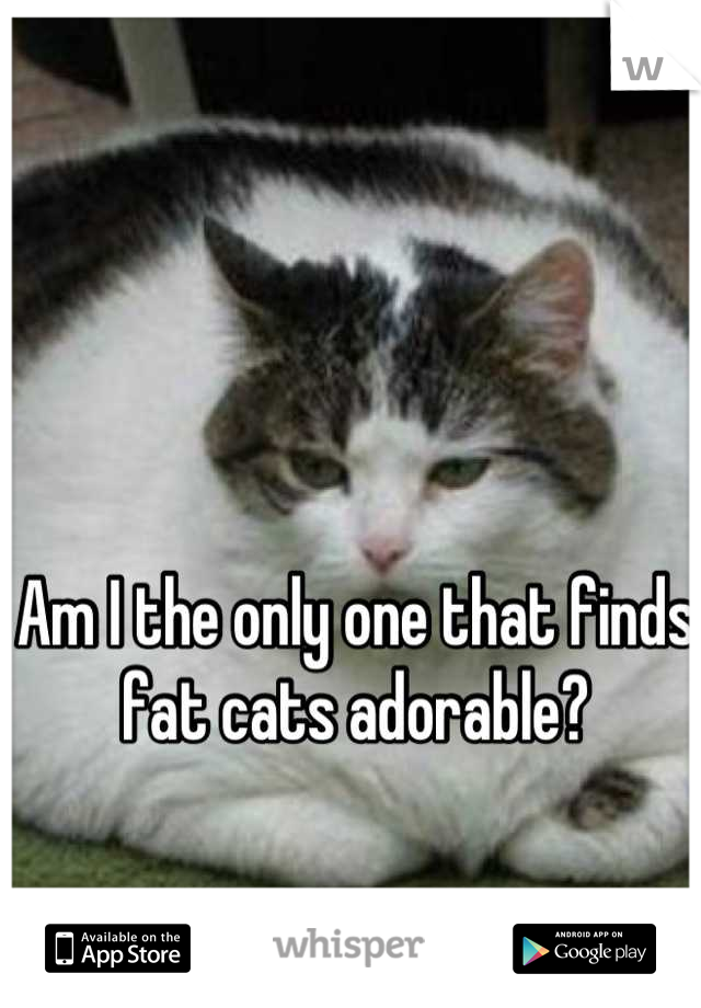 Am I the only one that finds fat cats adorable?