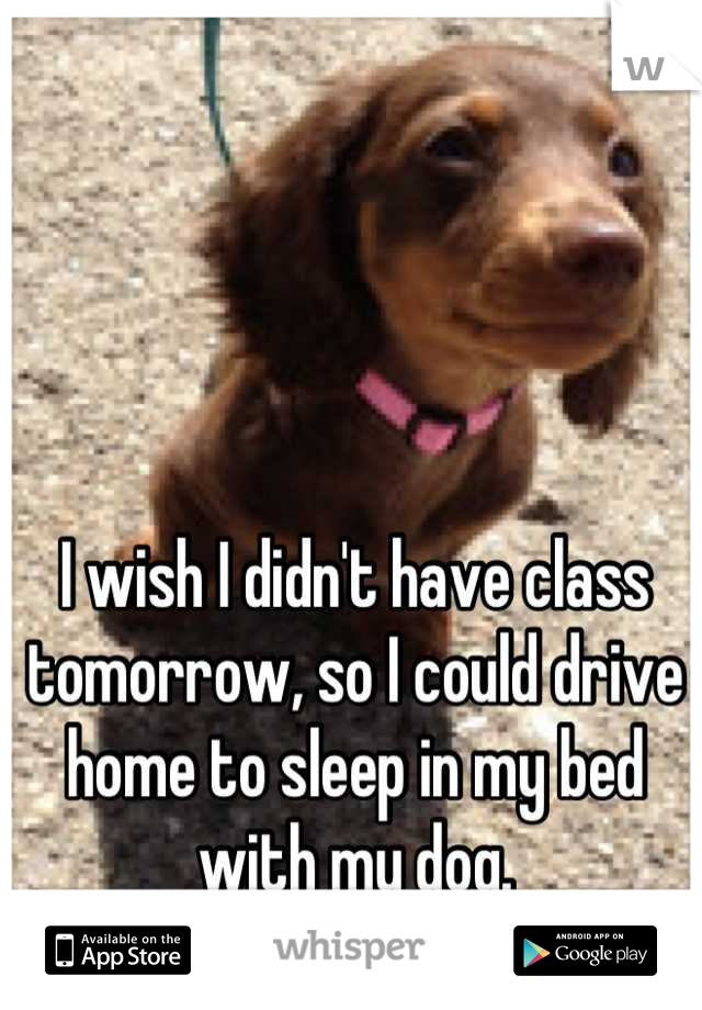 I wish I didn't have class tomorrow, so I could drive home to sleep in my bed with my dog.