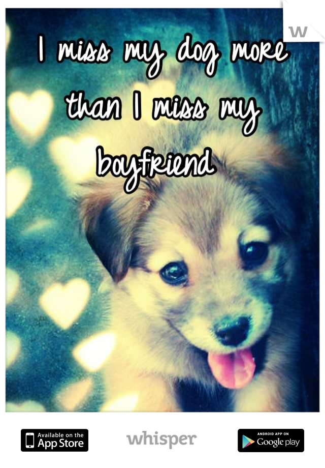 I miss my dog more than I miss my boyfriend 