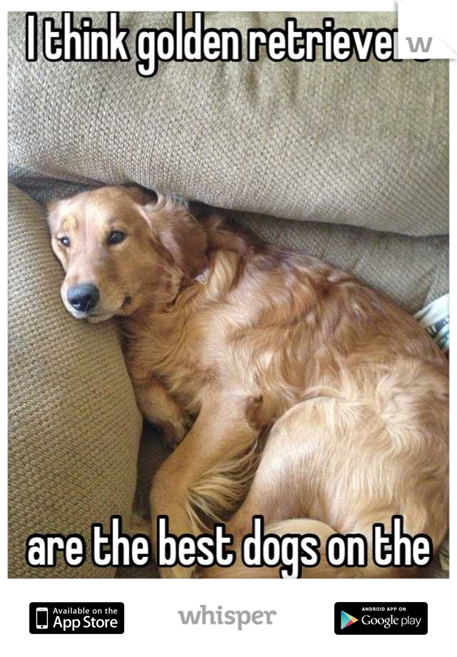 I think golden retrievers







are the best dogs on the planet.