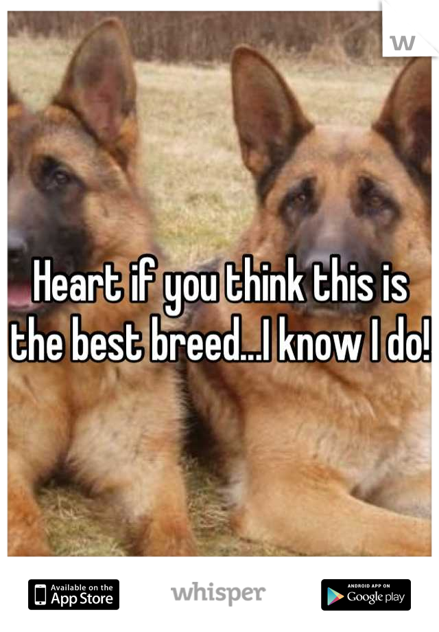 Heart if you think this is the best breed...I know I do!