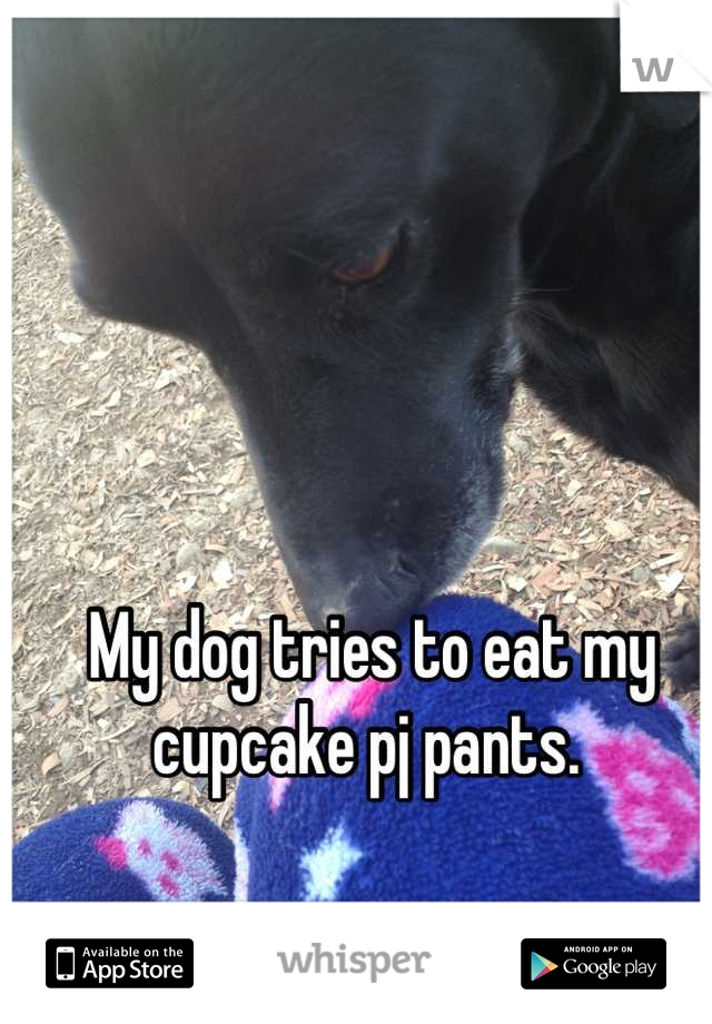 My dog tries to eat my cupcake pj pants. 