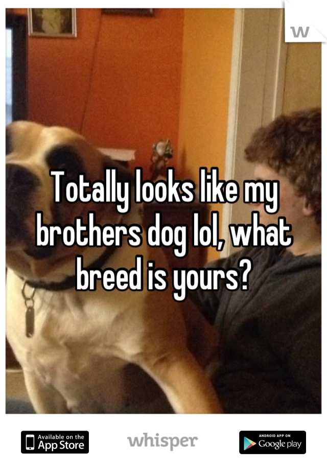 Totally looks like my brothers dog lol, what breed is yours?