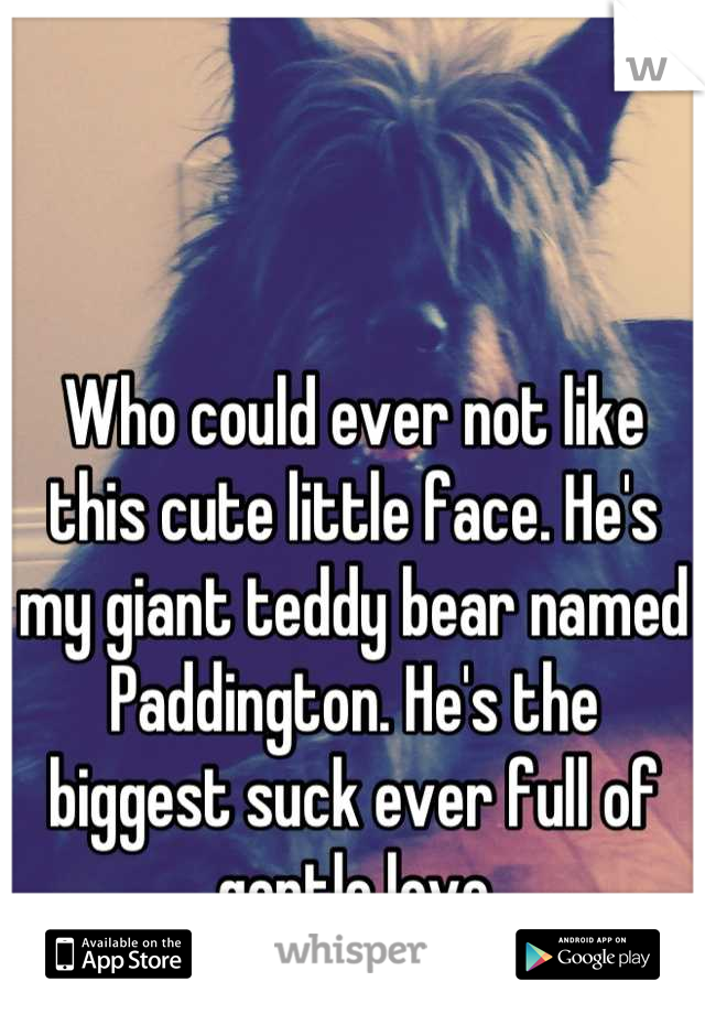 Who could ever not like this cute little face. He's my giant teddy bear named Paddington. He's the biggest suck ever full of gentle love