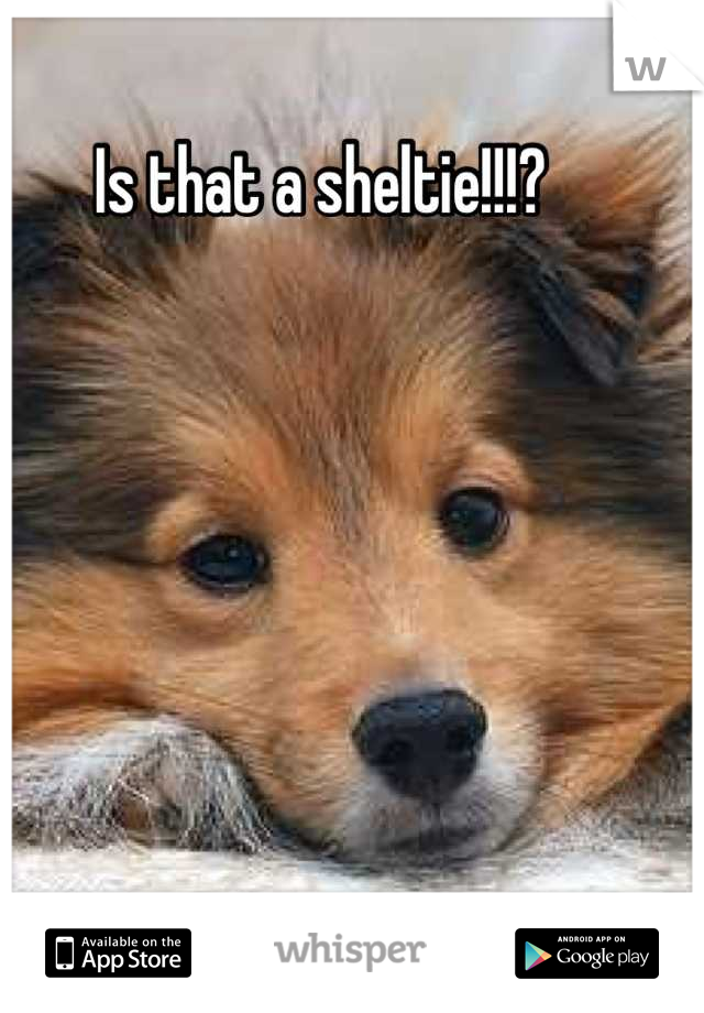 Is that a sheltie!!!?