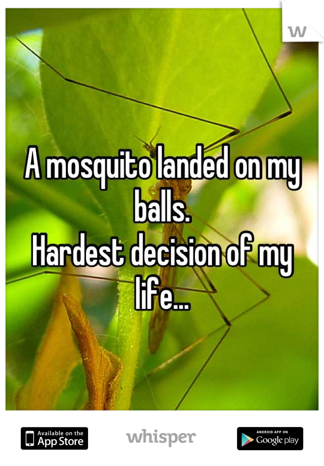 A mosquito landed on my balls. 
Hardest decision of my life...