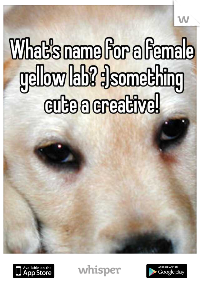 What's name for a female yellow lab? :)something cute a creative!