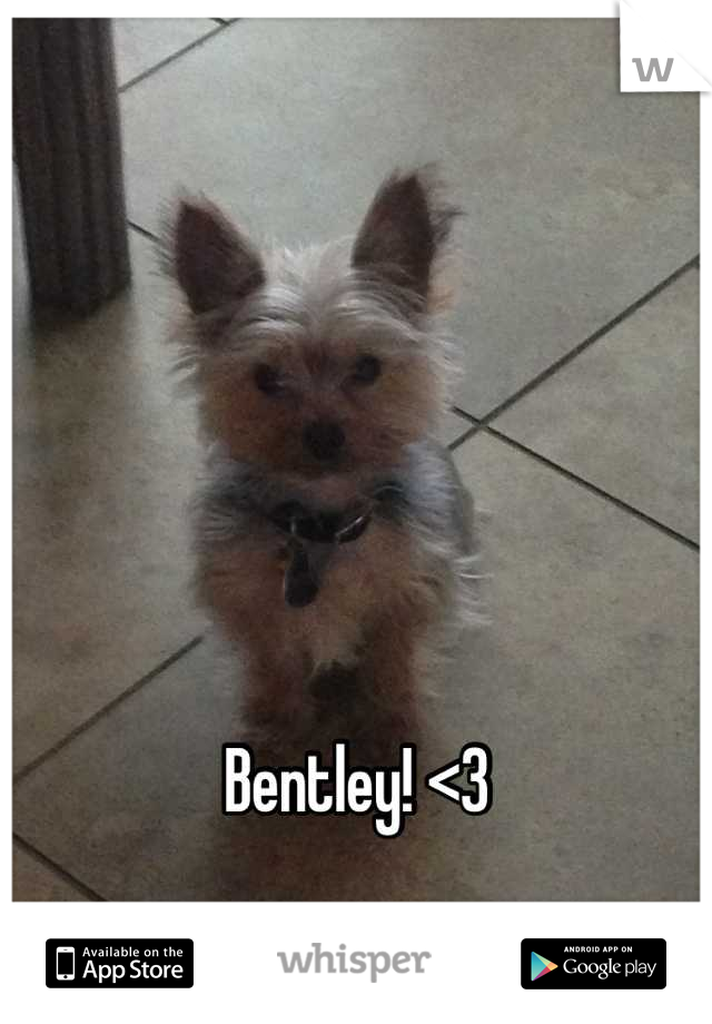 





Bentley! <3