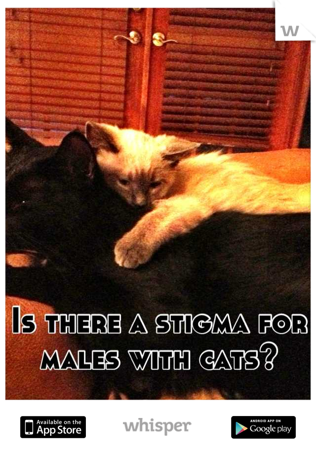 Is there a stigma for males with cats?