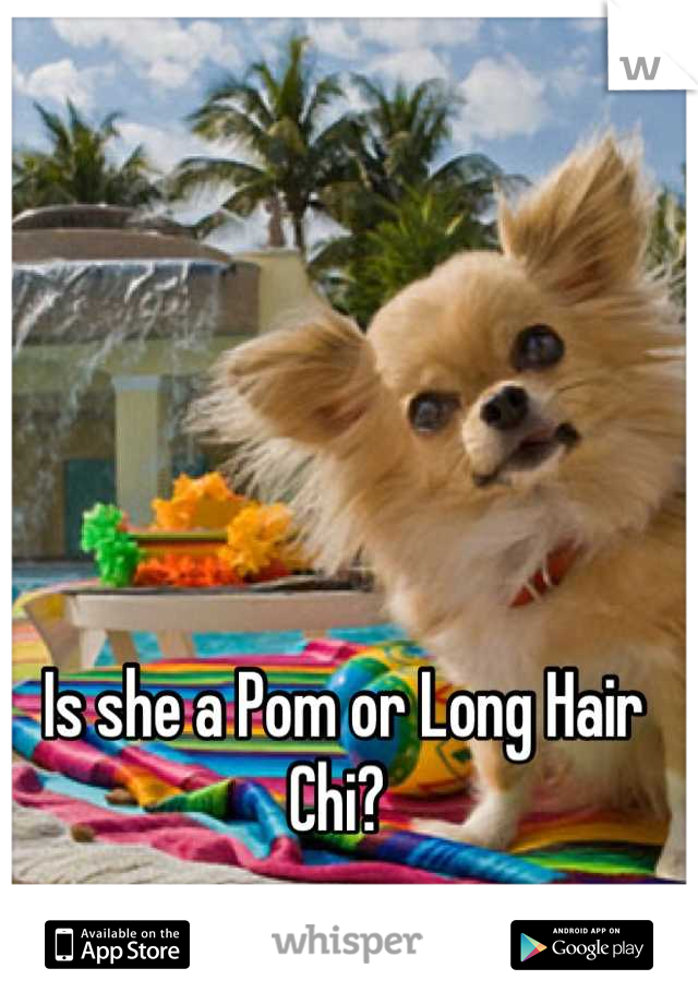Is she a Pom or Long Hair Chi? 