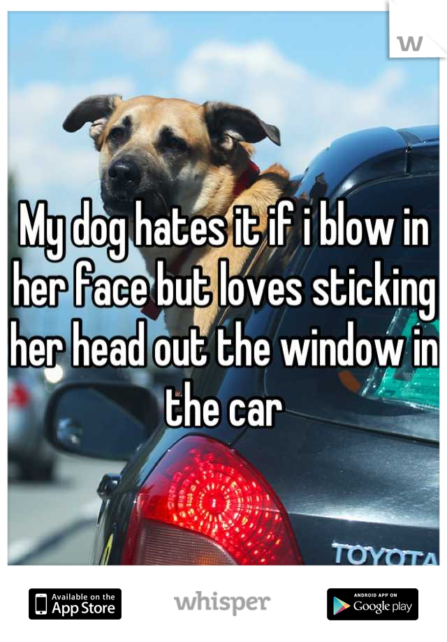My dog hates it if i blow in her face but loves sticking her head out the window in the car