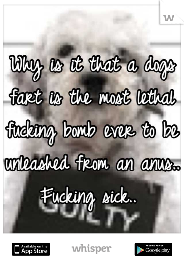 Why is it that a dogs fart is the most lethal fucking bomb ever to be unleashed from an anus.. Fucking sick.. 