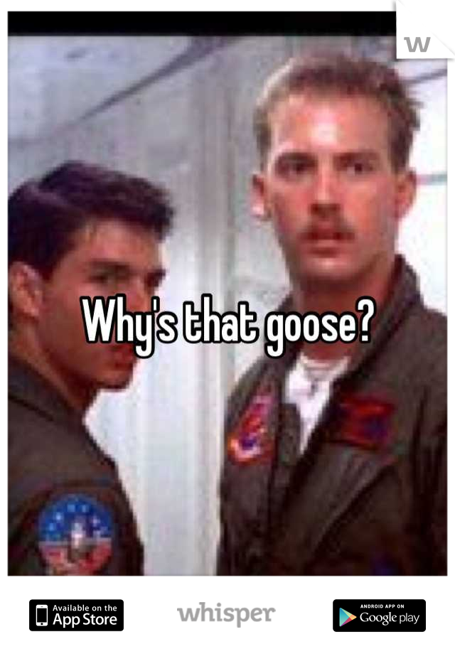 Why's that goose?