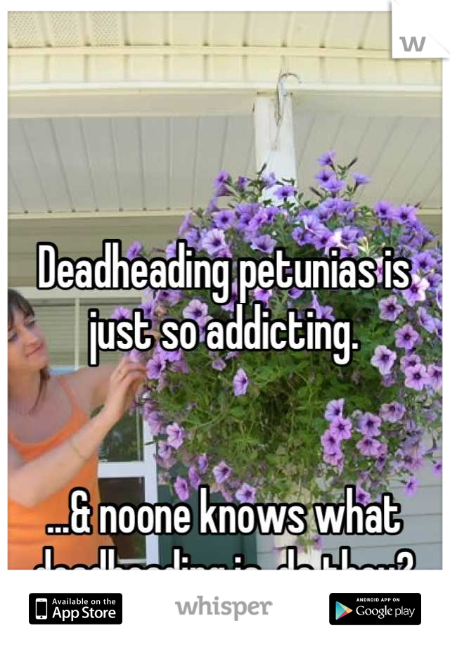 Deadheading petunias is just so addicting.


...& noone knows what deadheading is, do they?