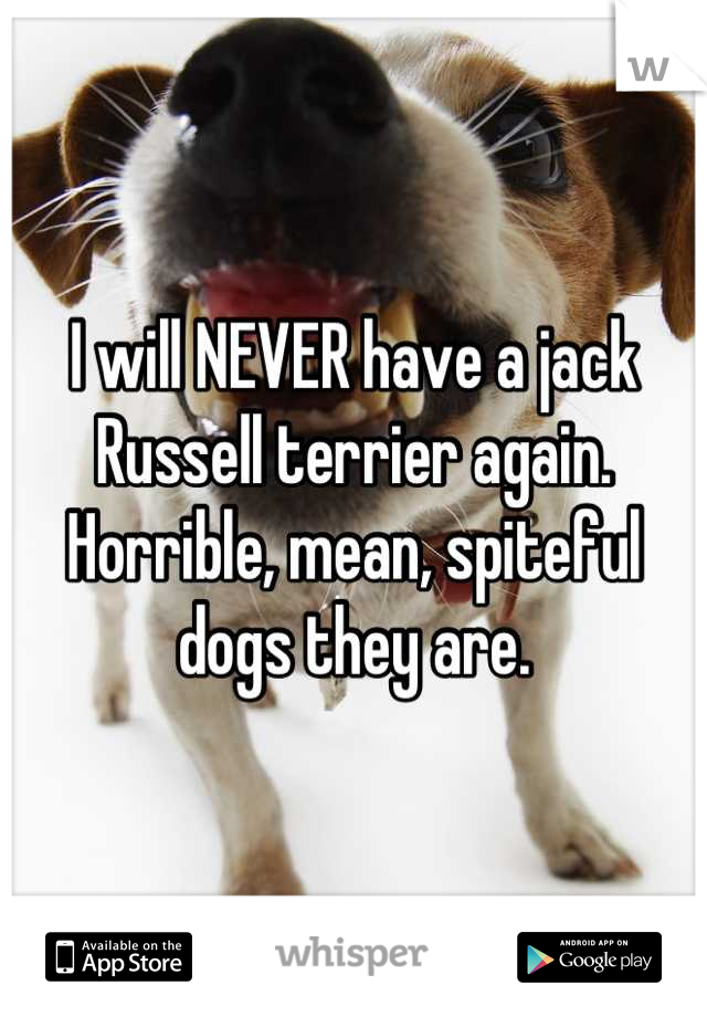 I will NEVER have a jack Russell terrier again. Horrible, mean, spiteful dogs they are.