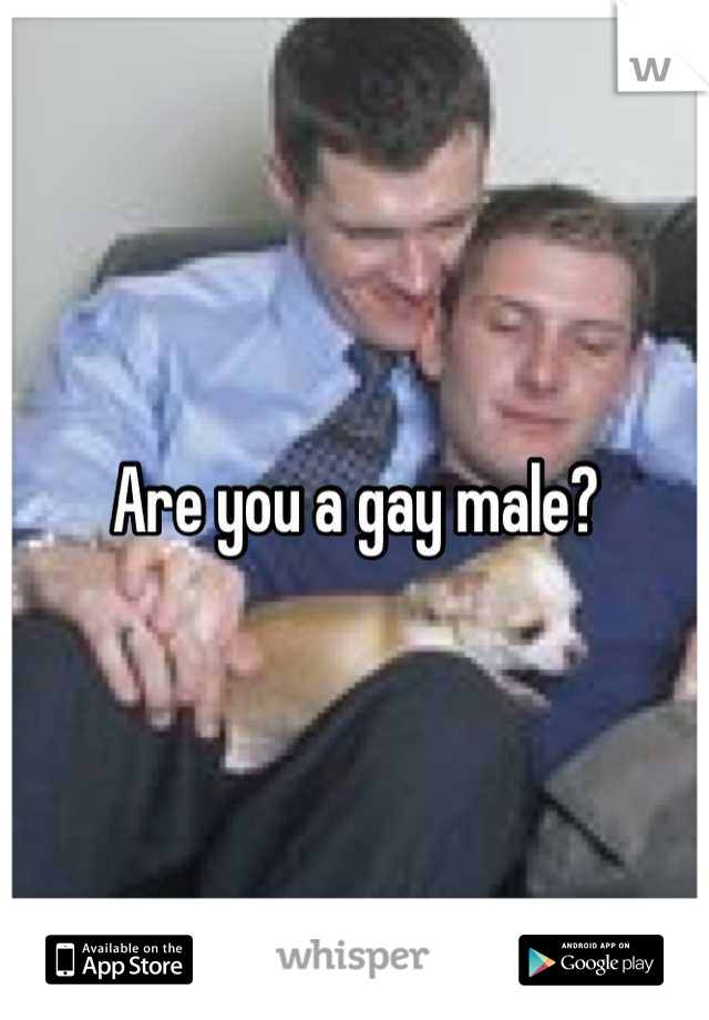 Are you a gay male?