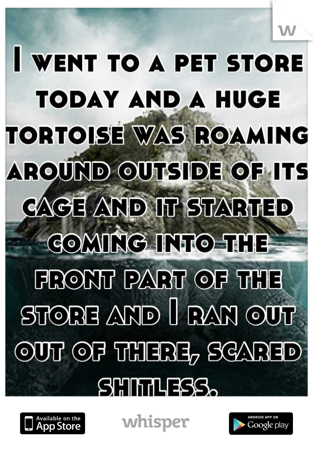 I went to a pet store today and a huge tortoise was roaming around outside of its cage and it started coming into the front part of the store and I ran out out of there, scared shitless.