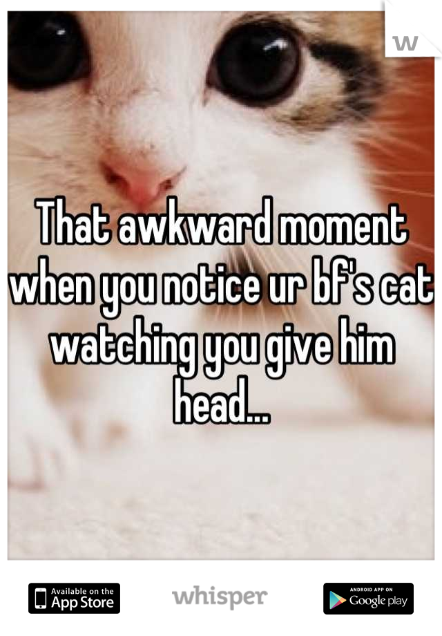 That awkward moment when you notice ur bf's cat watching you give him head...
