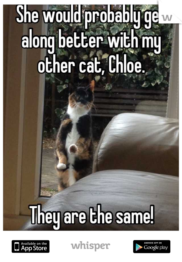 She would probably get along better with my other cat, Chloe.





They are the same!