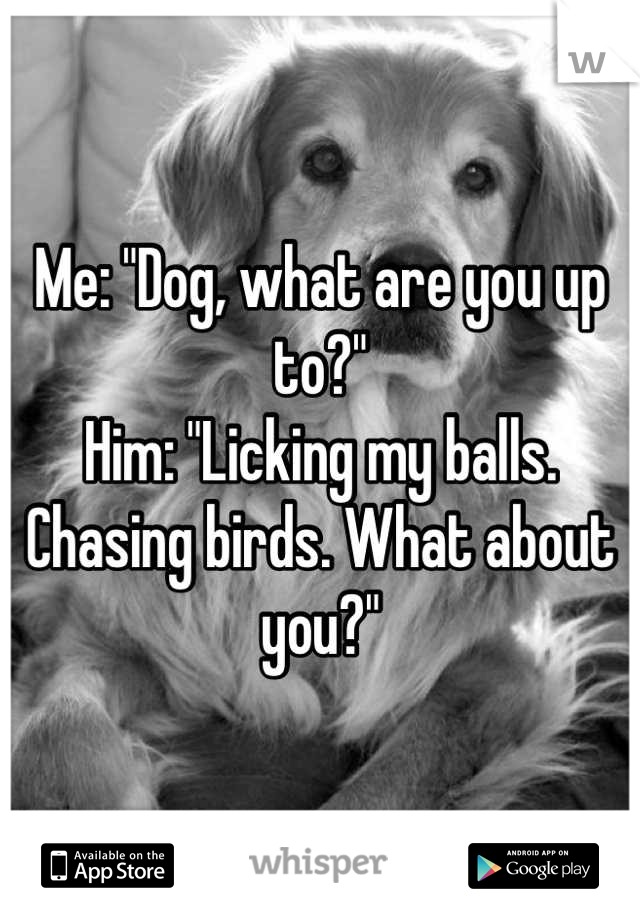 Me: "Dog, what are you up to?"
Him: "Licking my balls. Chasing birds. What about you?"