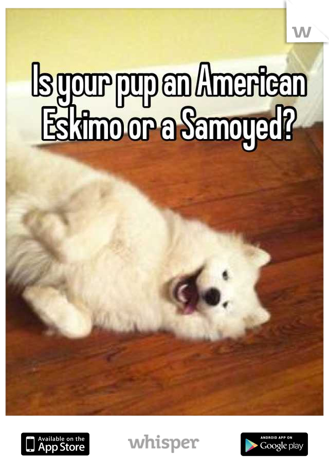 Is your pup an American Eskimo or a Samoyed?