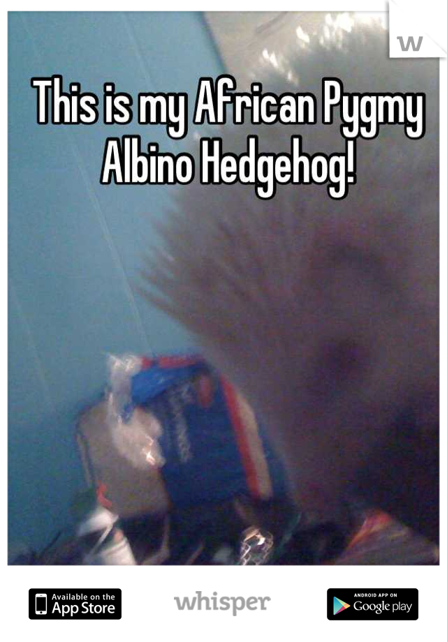 This is my African Pygmy Albino Hedgehog!