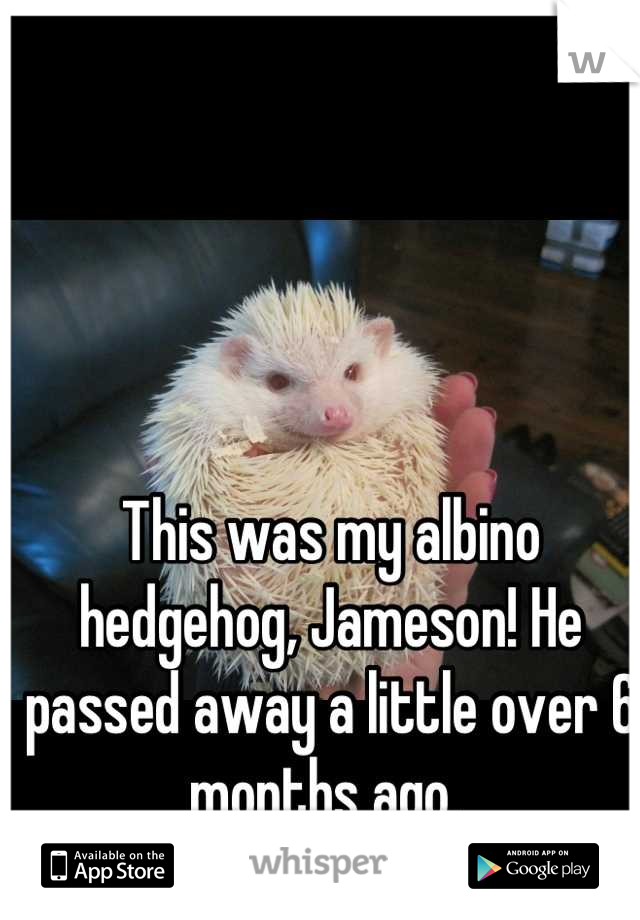 This was my albino hedgehog, Jameson! He passed away a little over 6 months ago. 