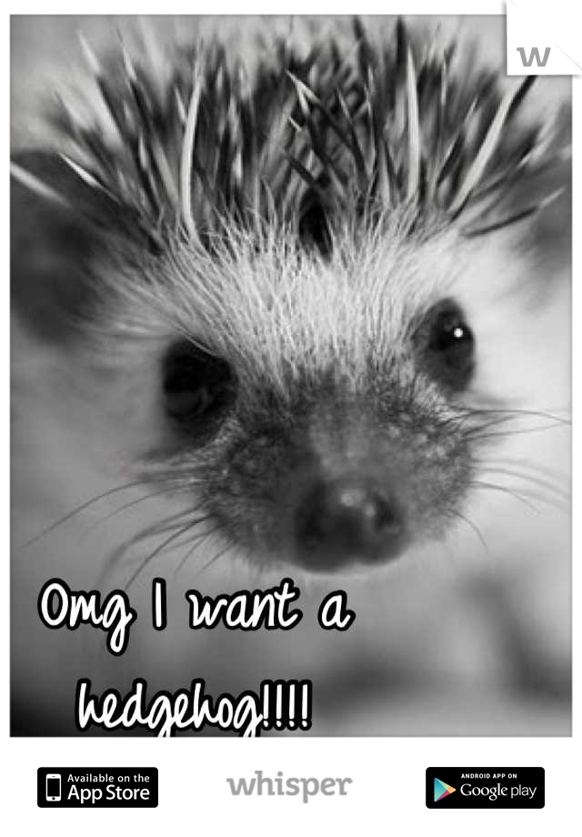 Omg I want a hedgehog!!!!