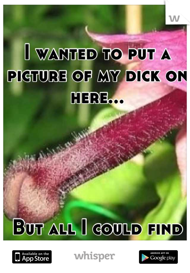 I wanted to put a picture of my dick on here...





But all I could find was this flower