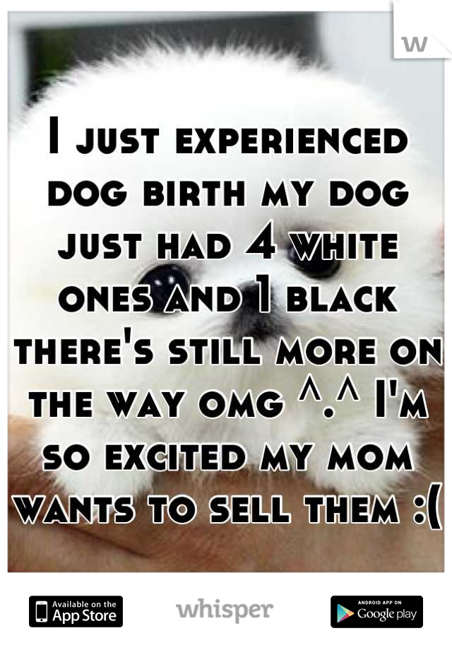 I just experienced dog birth my dog just had 4 white ones and 1 black there's still more on the way omg ^.^ I'm so excited my mom wants to sell them :(