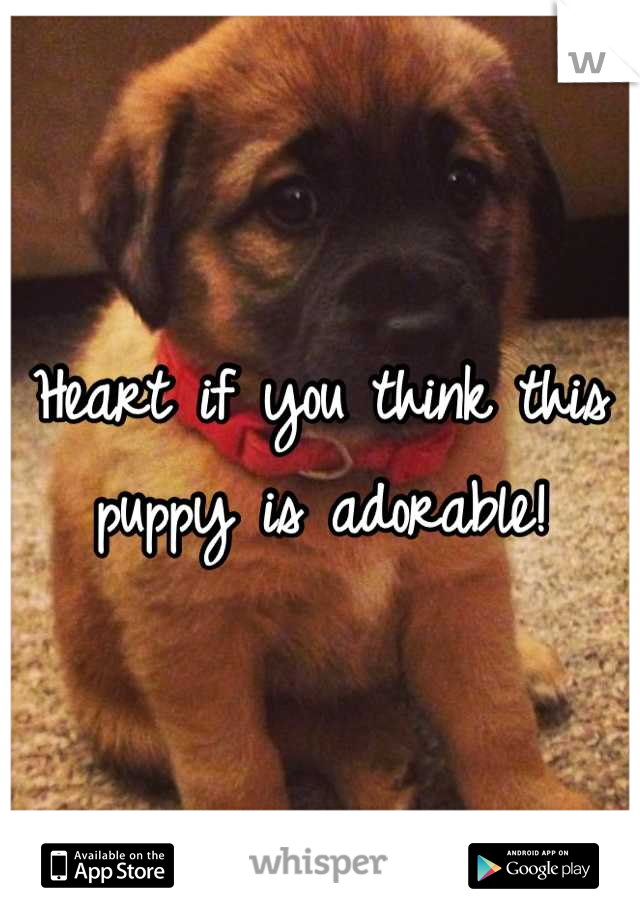 Heart if you think this puppy is adorable!