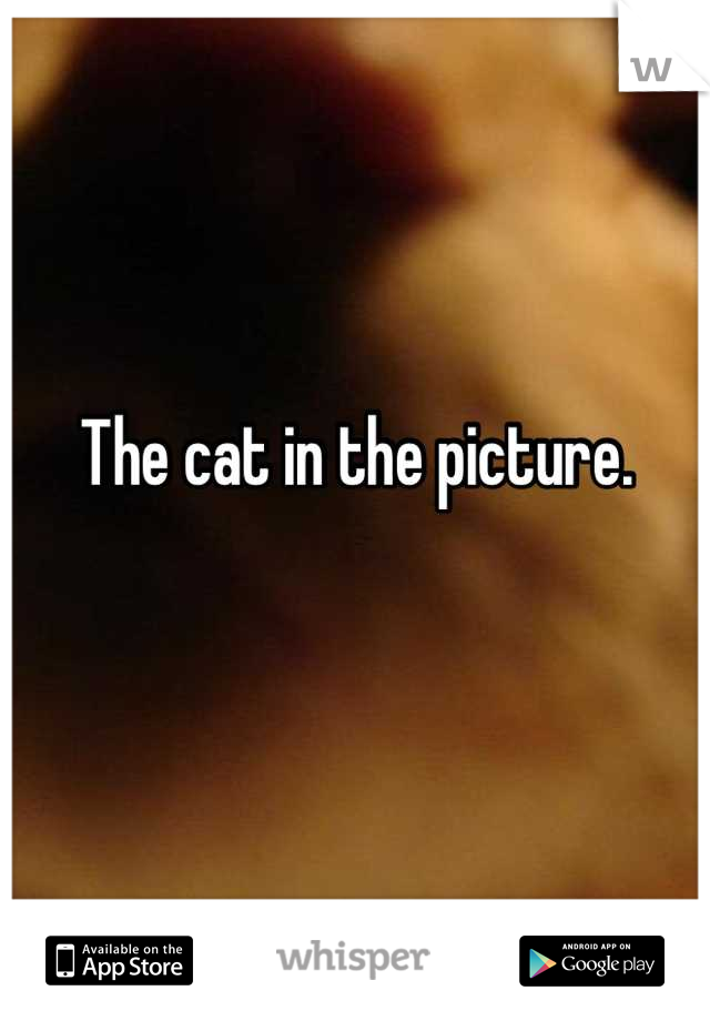 The cat in the picture. 

