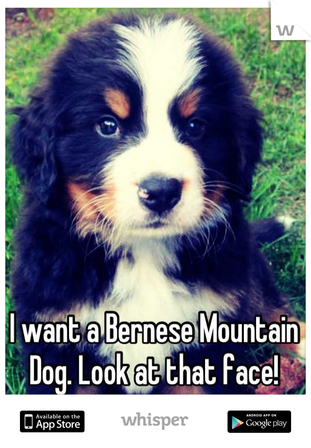 I want a Bernese Mountain Dog. Look at that face!
