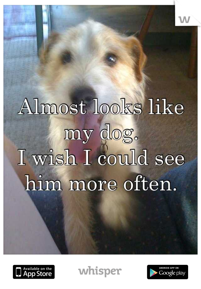 Almost looks like my dog.
I wish I could see him more often.