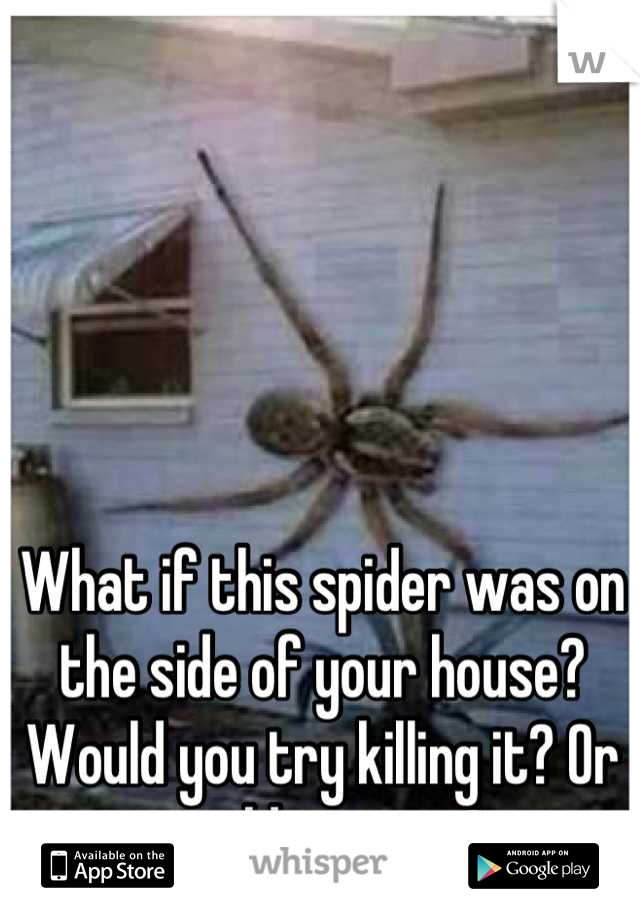 What if this spider was on the side of your house? Would you try killing it? Or would you run? 