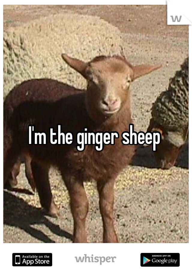 I'm the ginger sheep 
