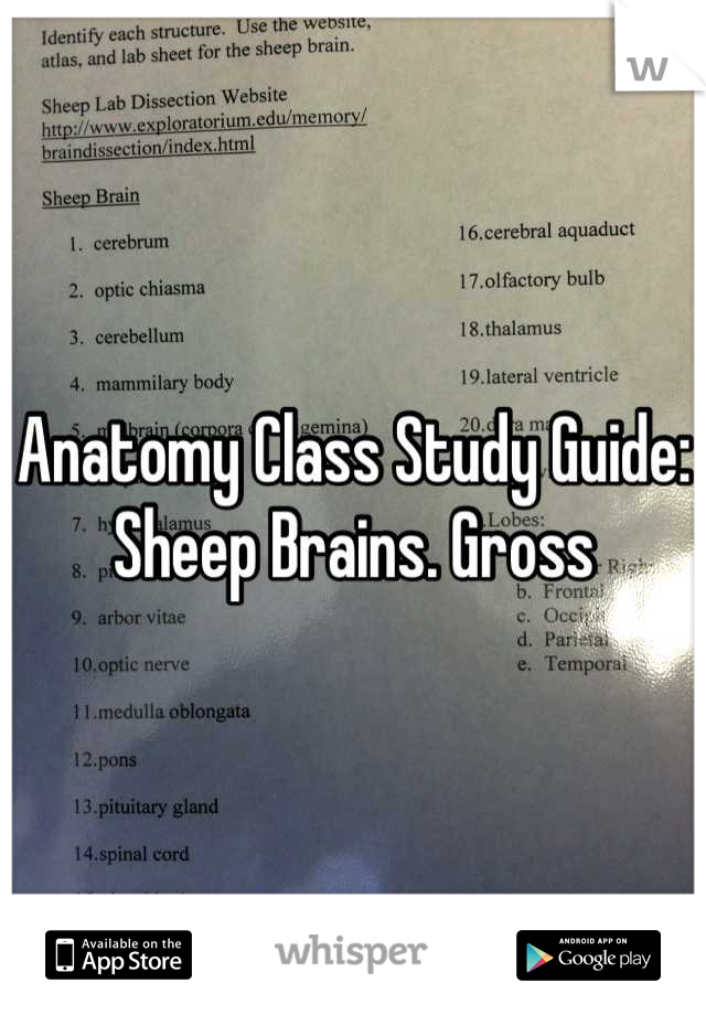 Anatomy Class Study Guide: Sheep Brains. Gross