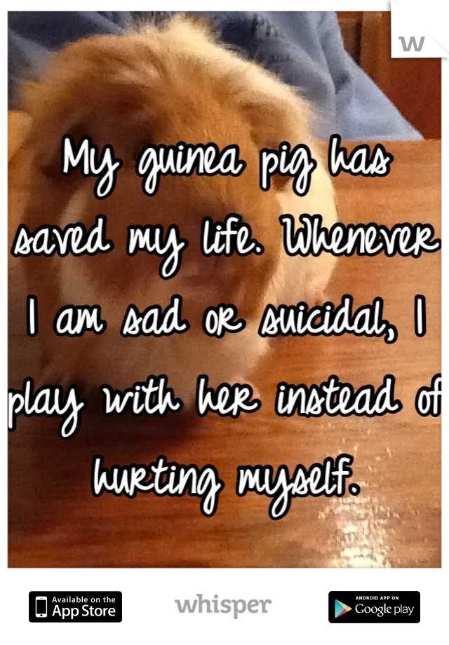 My guinea pig has saved my life. Whenever I am sad or suicidal, I play with her instead of hurting myself.