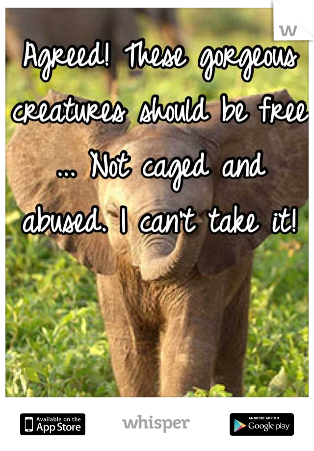 Agreed! These gorgeous creatures should be free ... Not caged and abused. I can't take it!