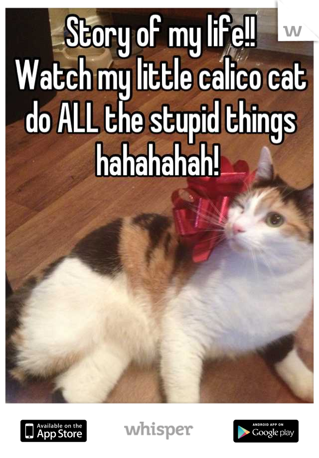 Story of my life!!
Watch my little calico cat do ALL the stupid things hahahahah! 