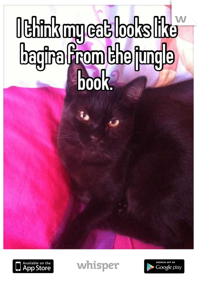 I think my cat looks like bagira from the jungle book. 