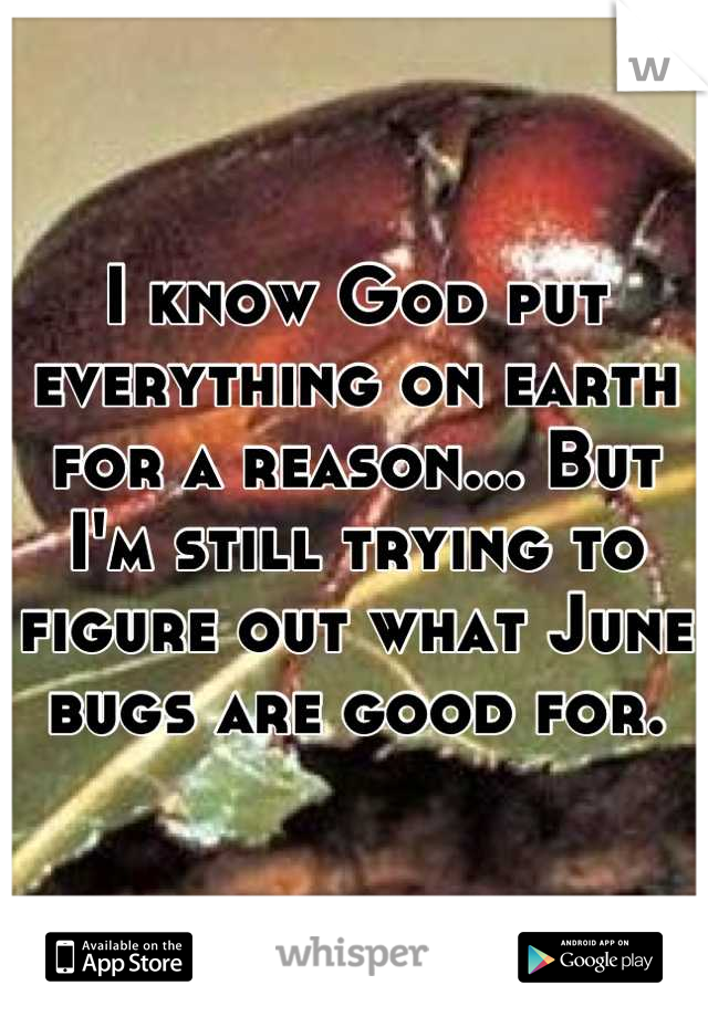 I know God put everything on earth for a reason... But I'm still trying to figure out what June bugs are good for.