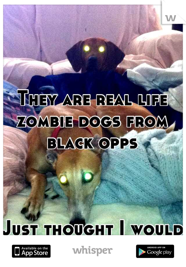 They are real life zombie dogs from black opps



Just thought I would share