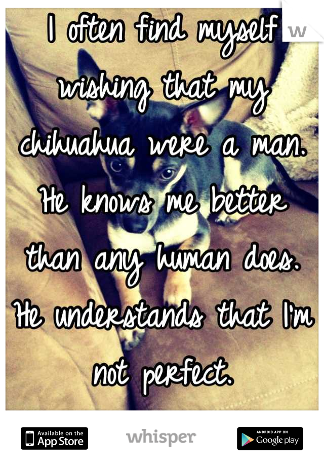 I often find myself wishing that my chihuahua were a man.
He knows me better than any human does.
He understands that I'm not perfect. 
Yet he still loves me more than life itself & lives to please me.