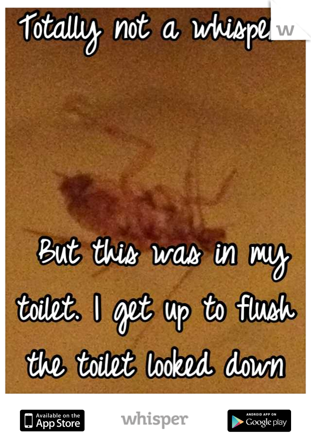 Totally not a whisper!



 But this was in my toilet. I get up to flush the toilet looked down and saw this bitch swimming. HEART ATTACK!!