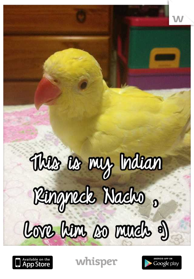 This is my Indian Ringneck Nacho ,
Love him so much :)