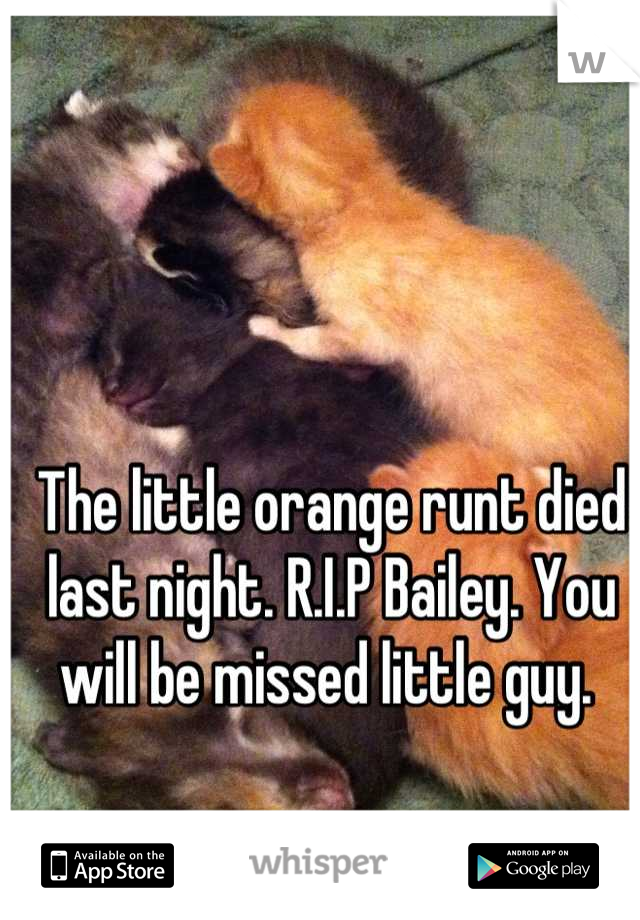 The little orange runt died last night. R.I.P Bailey. You will be missed little guy. 