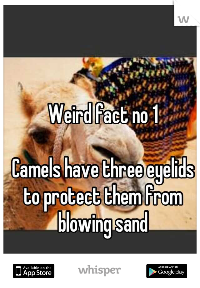 Weird fact no 1

Camels have three eyelids to protect them from blowing sand