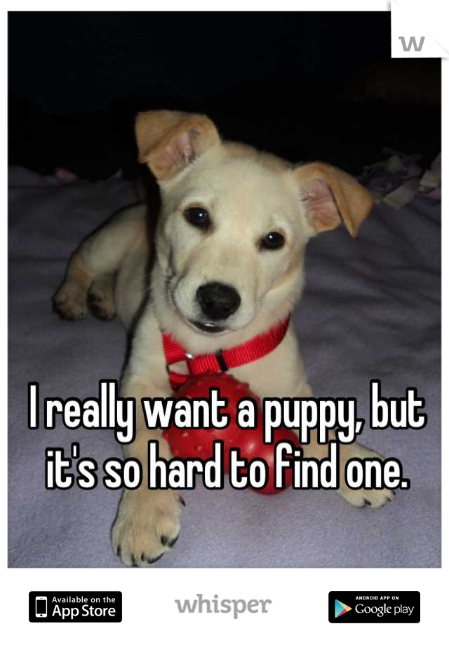 I really want a puppy, but it's so hard to find one.